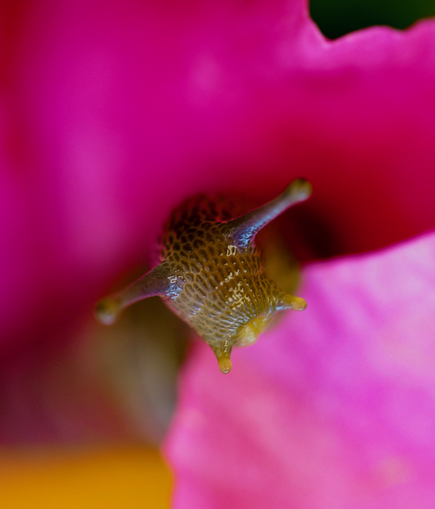 caracol en flor